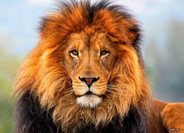 狮子在所有大型凶猛动物中是最威严的，在动物王国中有“百兽之王”之美称，其强壮的身躯、浓密的长鬛，对其他动物来说均可谓是一种无言的震慑，而其吼声是自然界中最为强悍猛烈的声音，足以惊天动地。