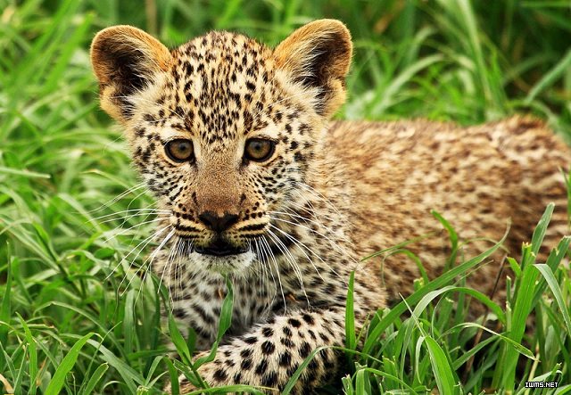 豹不是兽中之王，豹美丽的皮毛、快速的动作却是动物世界中闻名遐迩的。