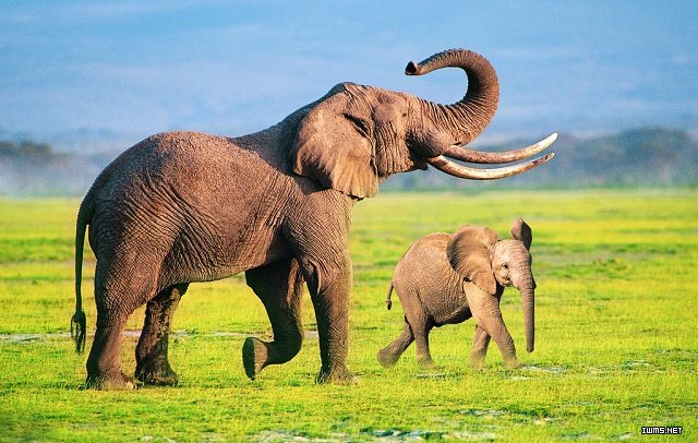 象是陆地上最大的动物，其鼻子和粗壮的大腿成了其区别于其他动物的标志。