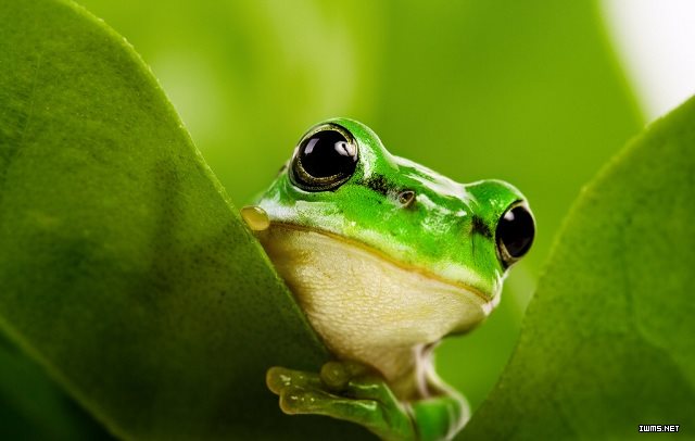青蛙产卵于水中，经过生长由蝌蚪变成可以在陆上生活的青蛙，这一过程具有人类进化过程的特征。