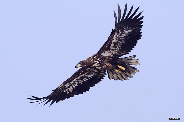 鹰是天空的主人，是鸟类中力量、速度、洞察力的最合适代表。